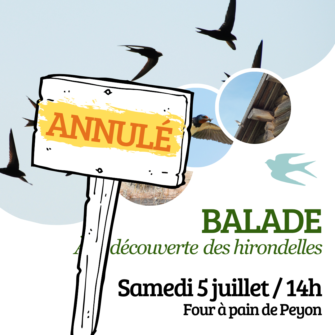 ANNULÉ / Sortie nature : "À la découverte des hirondelles de notre village"
