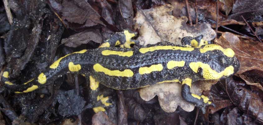 A la découverte des amphibiens des landes girondines