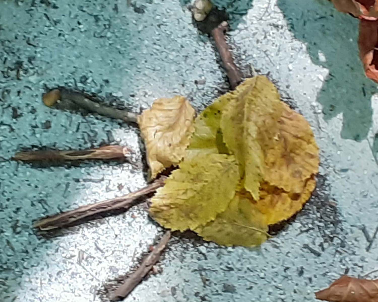 Art et nature
